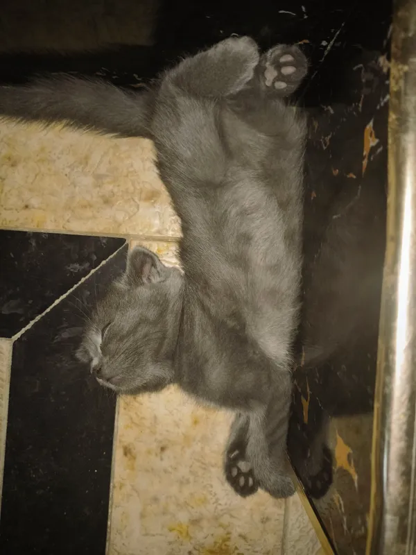 mushuk