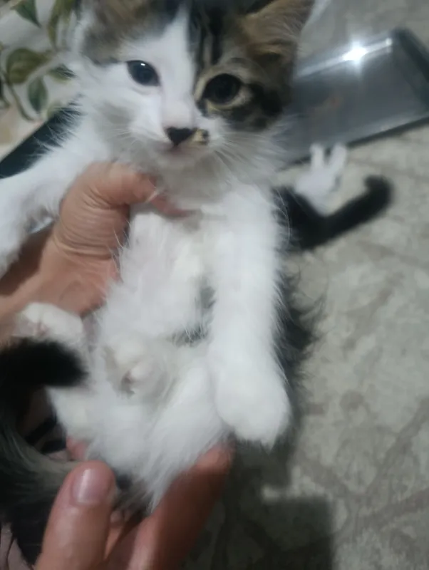 Кошка-мама и котята 5 Кошка-мама и котята 5