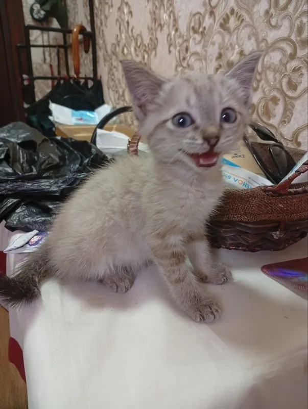 Котёнок Линкс Поинт в добрые руки 4