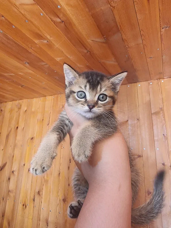Котята скоттиш фолд и страйт золотые шиншилла 1