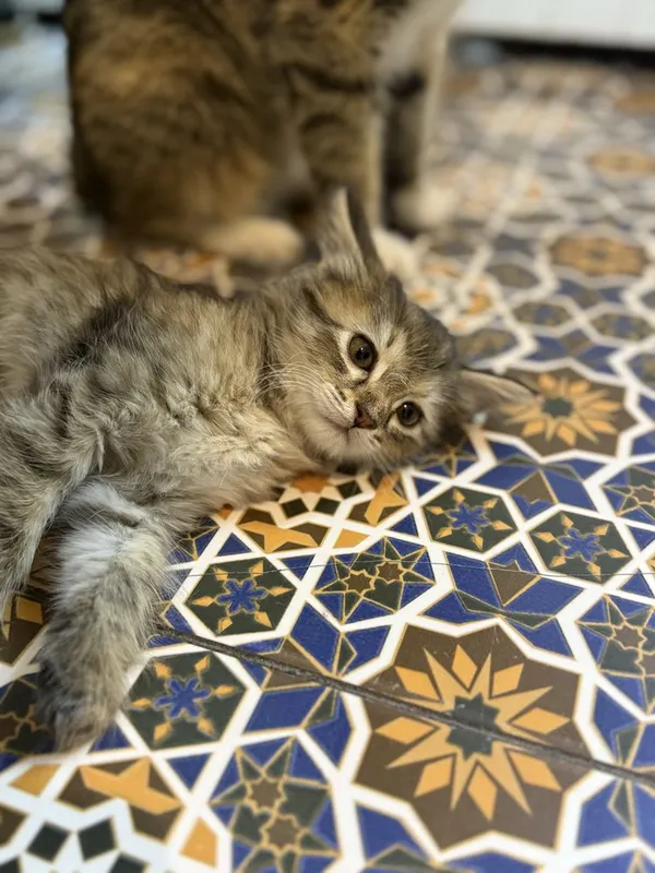 котята в добрые руки — фото 4 котята в добрые руки — фото 4