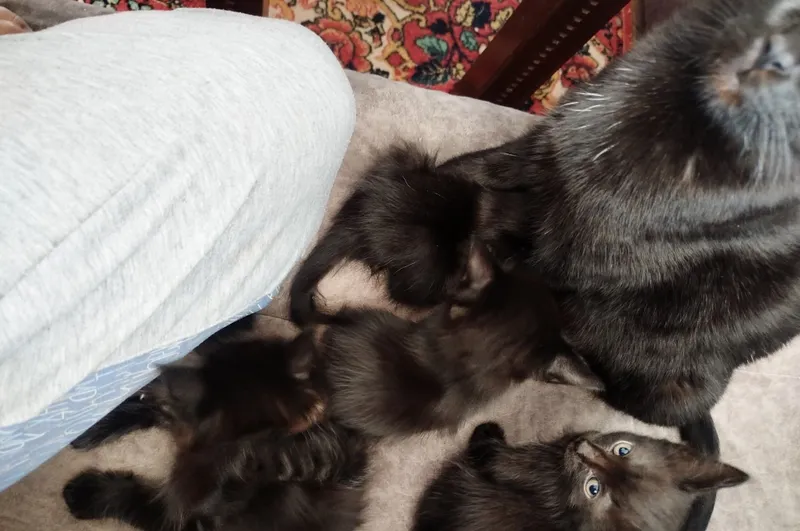 Чёрная кошка, приученная к лотку 3 Чёрная кошка, приученная к лотку 3