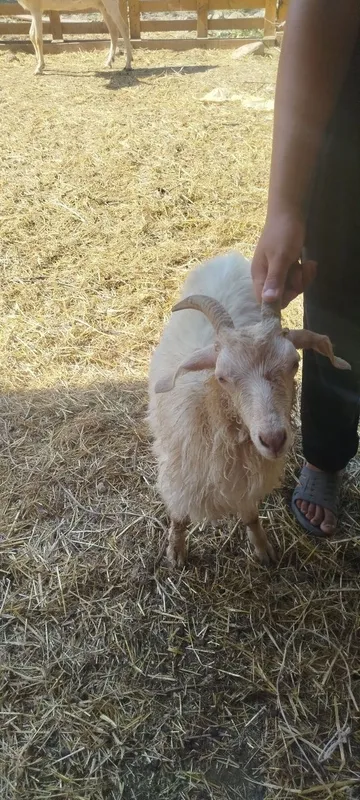 Sot yoʻnalishdagi toza echkilar 5 Sot yoʻnalishdagi toza echkilar 5