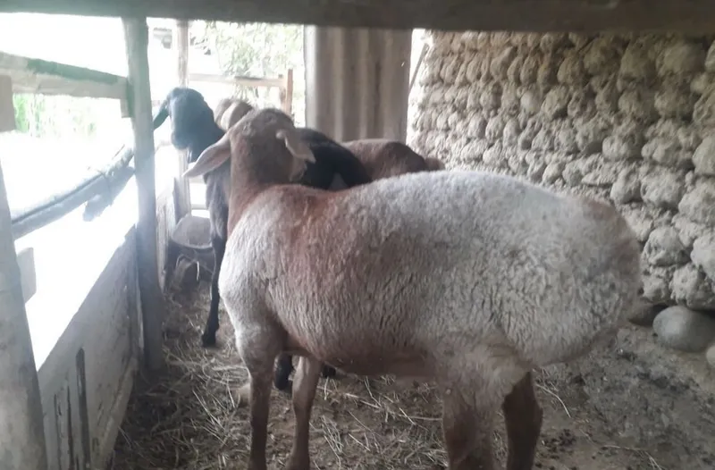 Qoy qoʻzilar qoʻylar sotamiz 4
