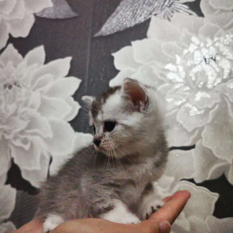 продаются шотландские котята серебряная шиншилла — фото 4