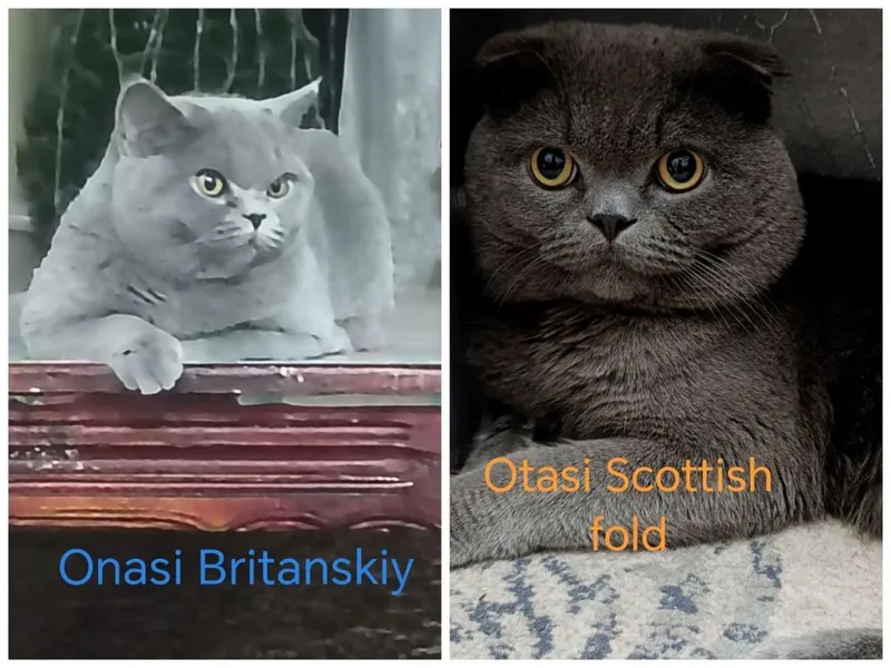 Britanskiy mushikchalar 3 si ham ogil — фото 3