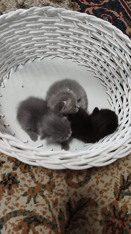 катята продаю 1 мец 1 катята продаю 1 мец 1