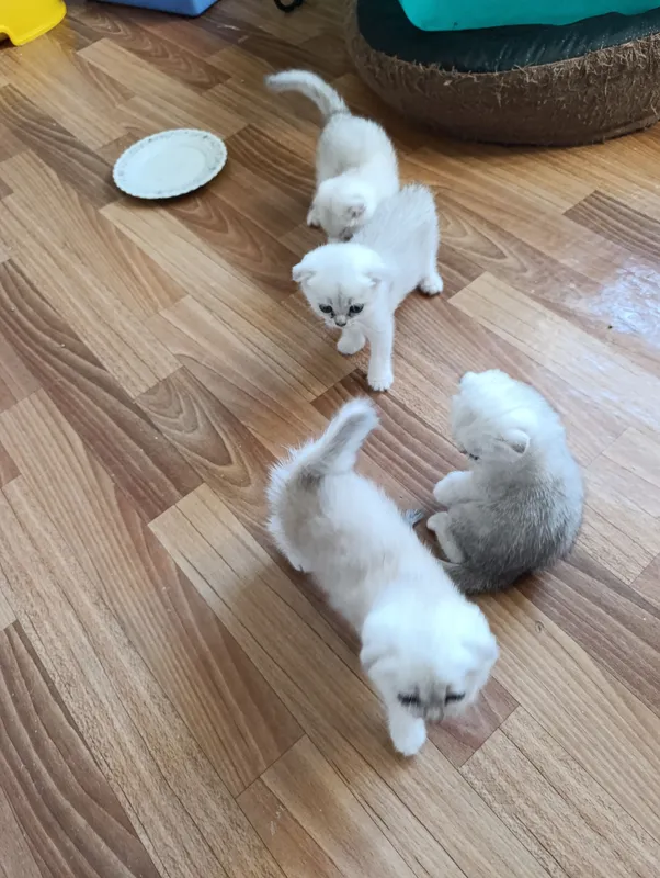 ВИСЛАУХИЕ КОТЯТА