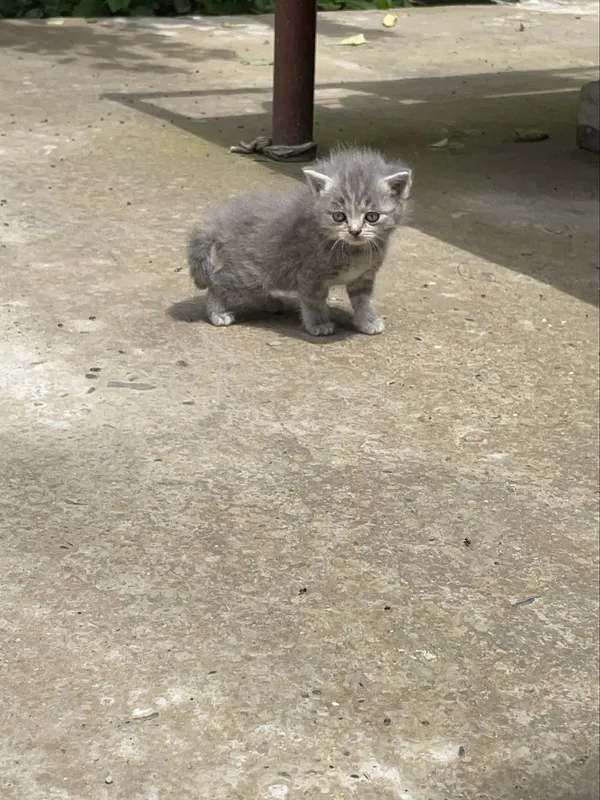 Чистокровные скоттиш страйт котята — фото 5