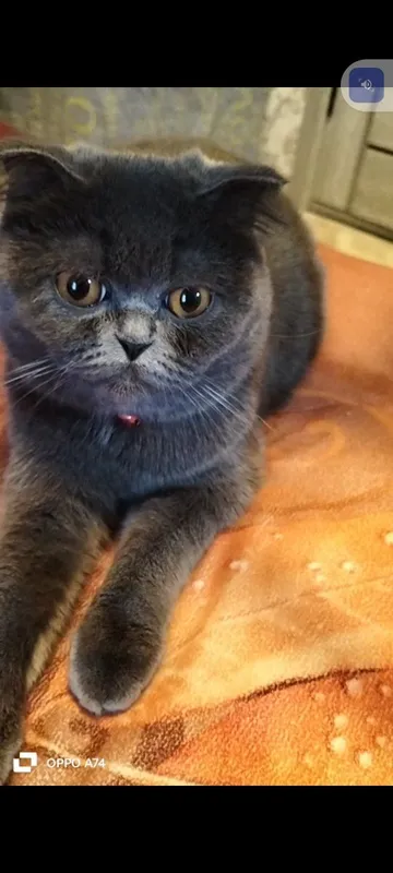 Требуется роскошный жених на вязку.Кошка на вязку — фото 1 Требуется роскошный жених на вязку.Кошка на вязку — фото 1