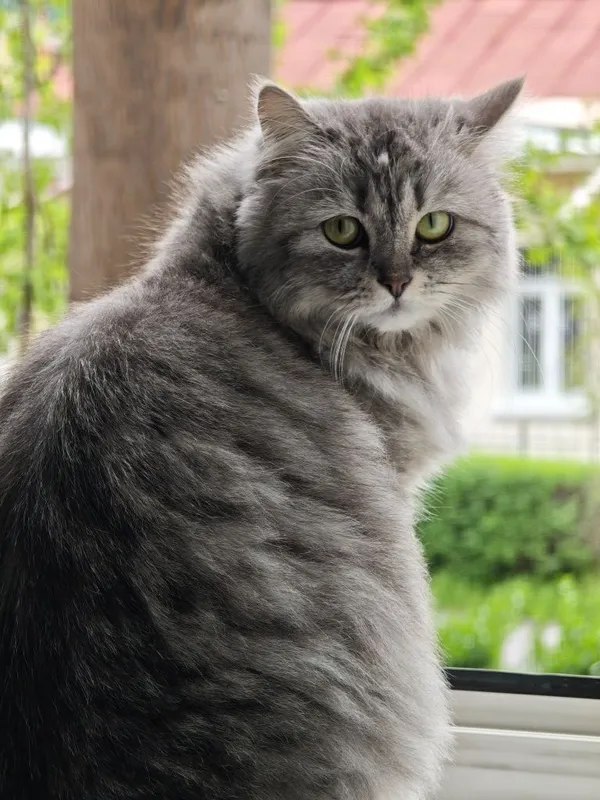 Отдам кошку сибирский и её котёнка 3