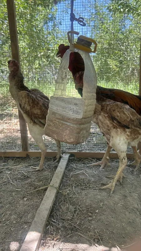 куланги нар ва мода kulangi 1 ta nar 3 ta moda — фото 1