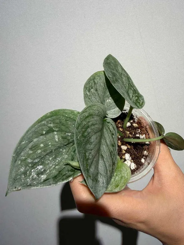 Scindapsus Silver Ann 3