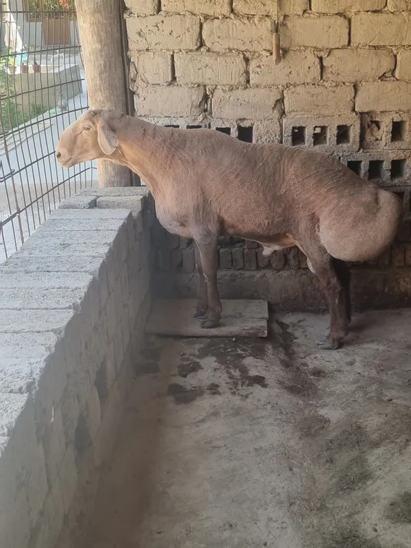 Qochqor zotga zor 4 Qochqor zotga zor 4