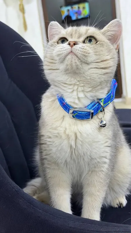 Vyazkaga British chinchilla