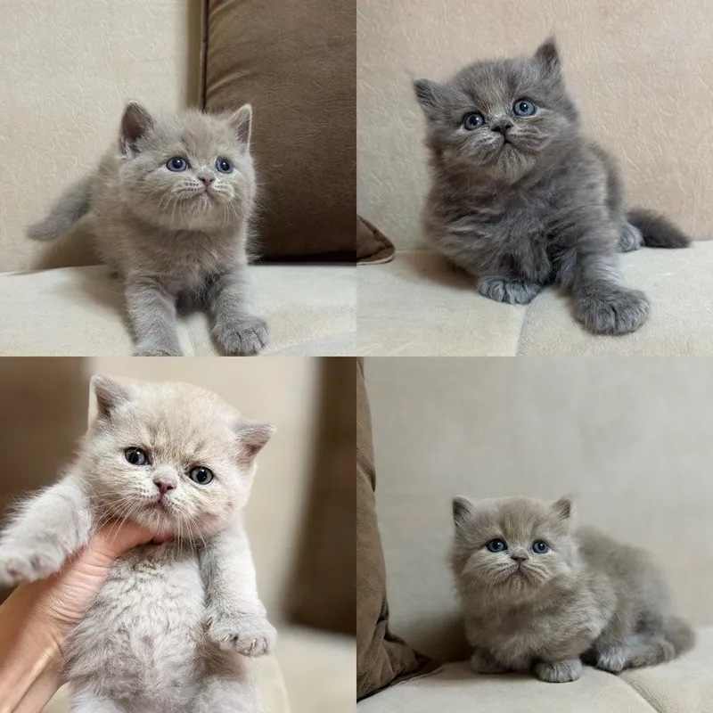Вязка кота британской породы! — фото 7