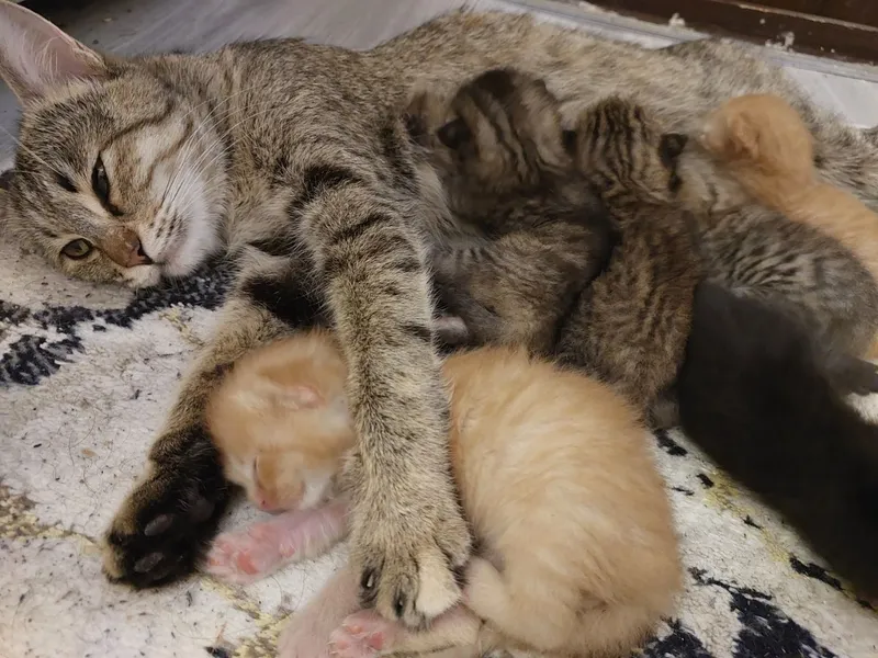 Котята в хорошие руки 1