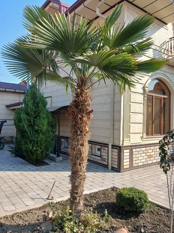 Пальма Вашингтон — фото 1