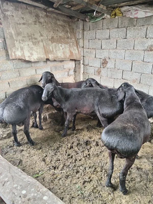 Hudori qo'chqorlar Hudori qo'chqorlar