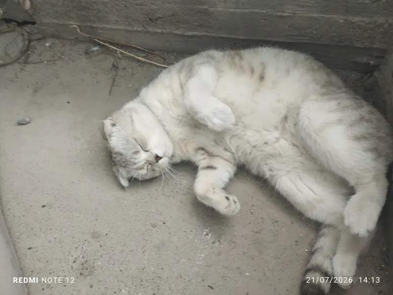 пушистый кот 2 пушистый кот 2