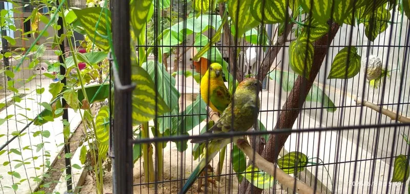 Pevchiy papugay sotiladi 3