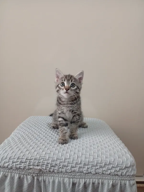 Котята бесплатно