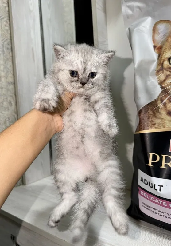 British shorthair 2 British shorthair 2