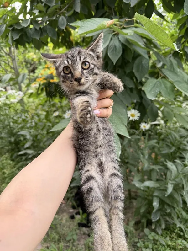 котята бесплатно, домашние 5 котята бесплатно, домашние 5