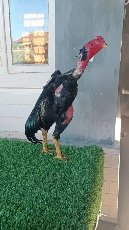 Dakan xoroz sotiladi 3