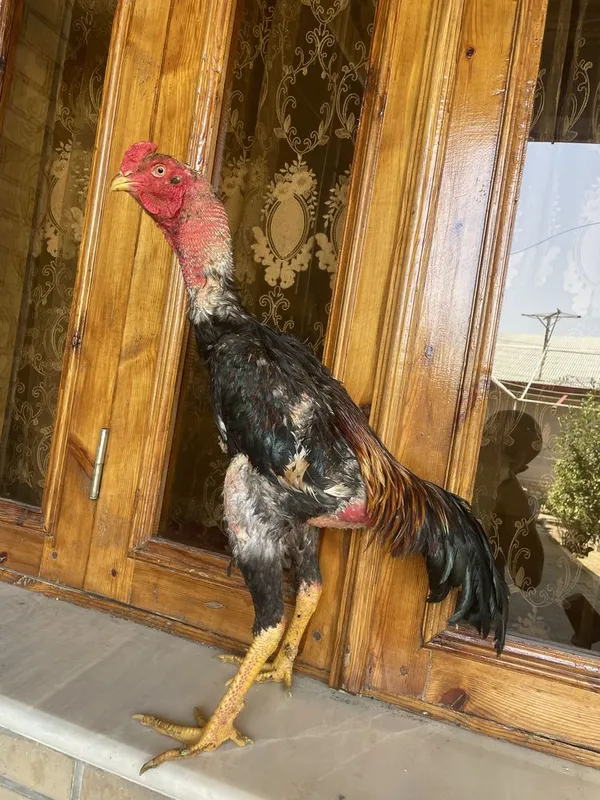 Dakan vesi 4,4 kg O Shamo zot — фото 3