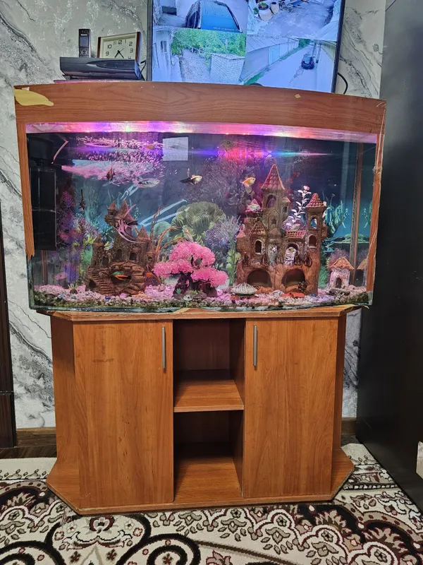 Akvarium sotiladi,Xamma narsasi bilan 2