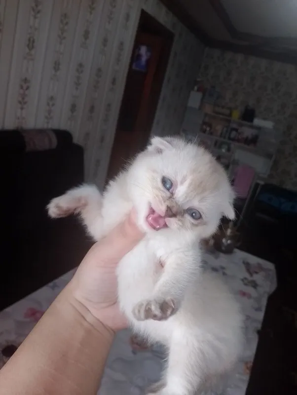 Шотландское вислоуха — фото 2