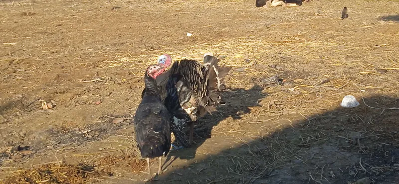 Induk 1ta erkak 1ta qizbola — фото 1