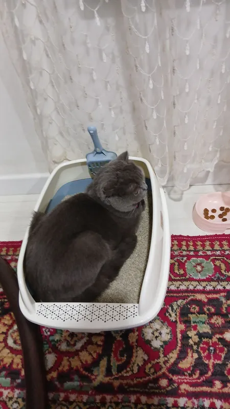 Мушук скотиш фолд — фото 1