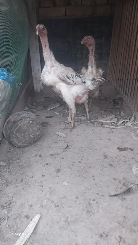 parranda 2 parranda 2