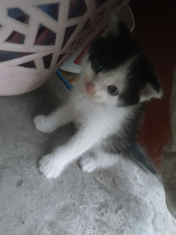 Srochna sotiladi 2 oylik boʻlishdi 1 Srochna sotiladi 2 oylik boʻlishdi 1