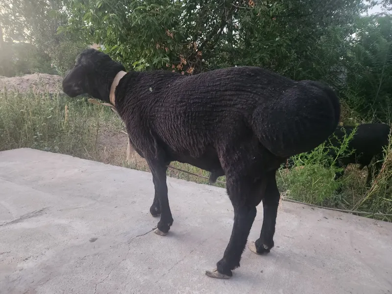 Qoylar sotiladi. 2 Qoylar sotiladi. 2