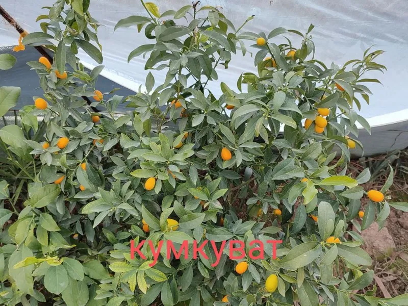 Apilsin,Mandarin,Kumkuvat,Pomello — фото 3