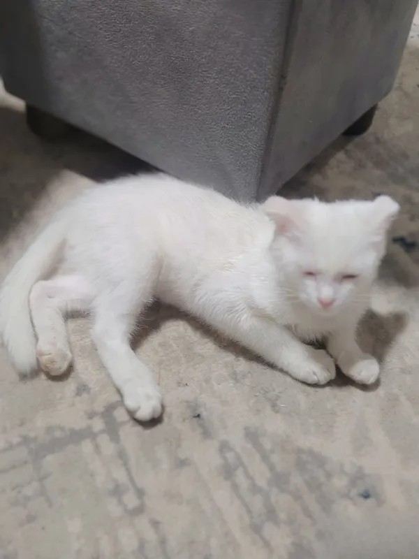 mushuk turk angorasi 3 mushuk turk angorasi 3