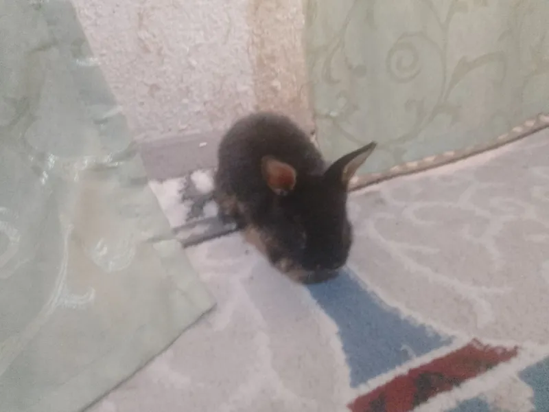 quyonchalar