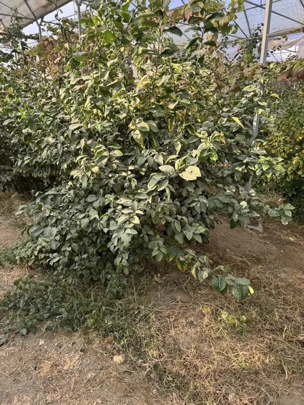Lemon kochatlar bor 6 7 yilllik Limon hosilga kirgan — фото 2