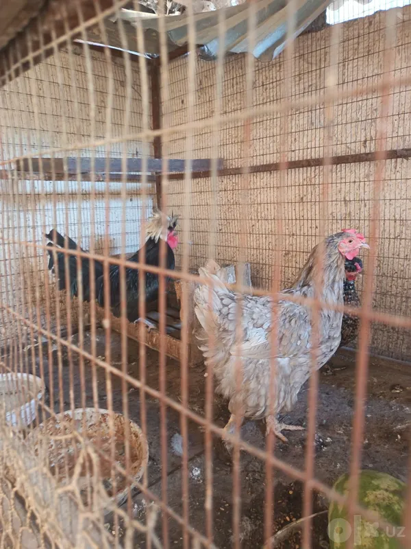 Jaydari tovuq galland xoroz sotladi 4 Jaydari tovuq galland xoroz sotladi 4
