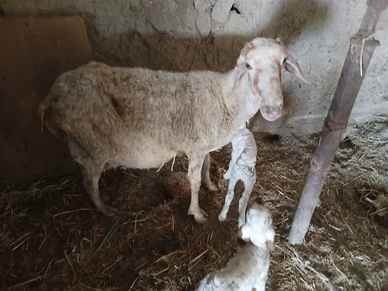 Она бола куй сотилади — фото 2