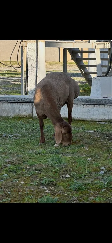 Quylar sotiladi sovluq katta quylar — фото 1