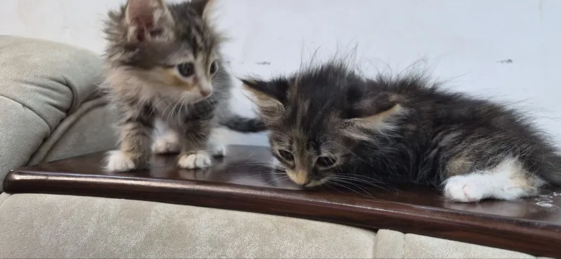 2,5 oylik mushukchalarni yaxshi qo‘llarga beraman 8