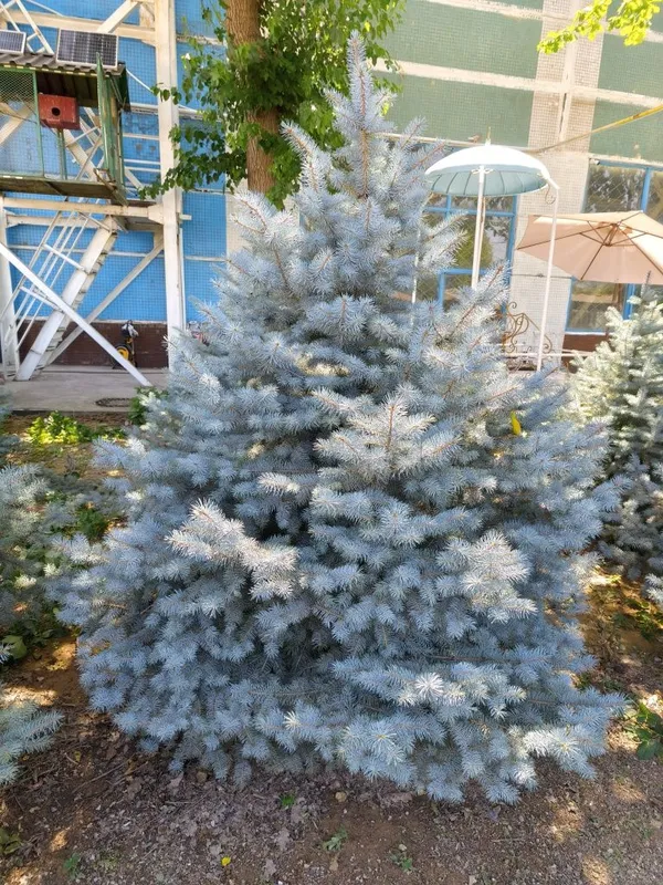 Серебристая крымская ель