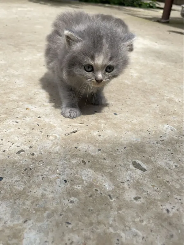 Чистокровные скоттиш страйт котята — фото 4