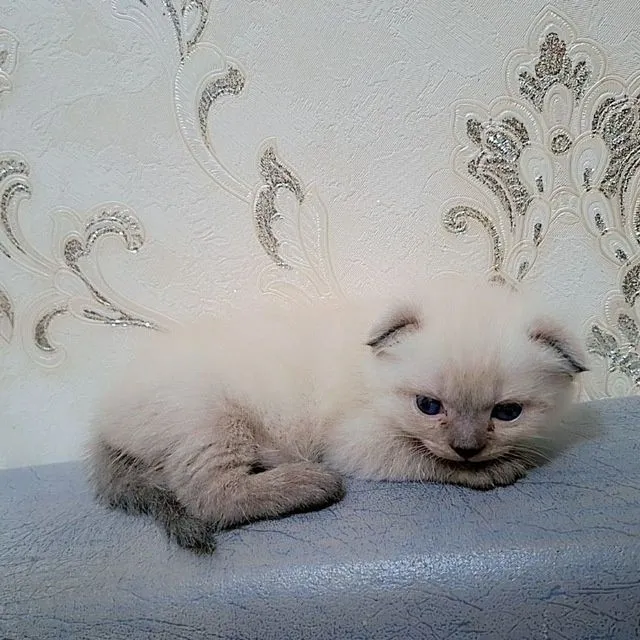 Mushuklar sotiladi 2