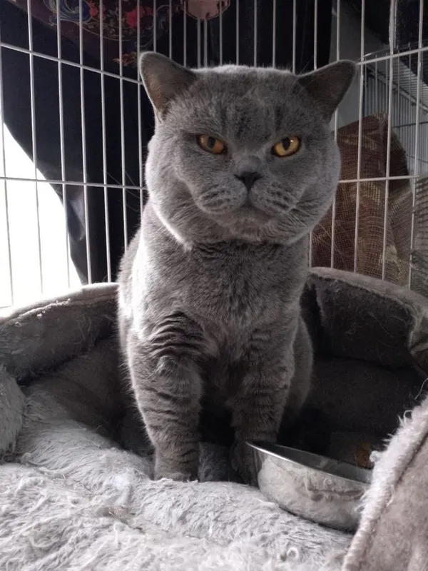 Продажа котят (Британский Шиншила) — фото 6