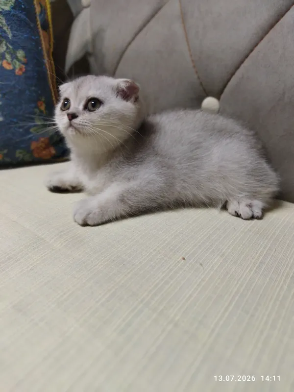 котята серебряная шиншилла 2 котята серебряная шиншилла 2